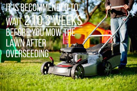 when to mow after overseeding