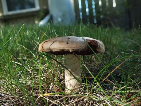 lawn mushroom