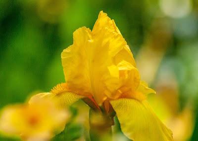 Yellow Irises