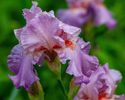 Irises, pink and blue