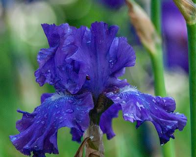 Irises, pink and blue