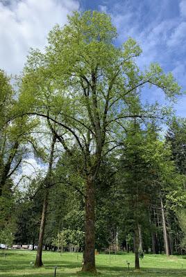 A WALK BY ALL U.S. OFFICIAL STATE TREES, IN OREGON Guest Post by Caroline Hatton at The Intrepid Tourist