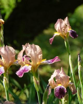 What Iris Is This?