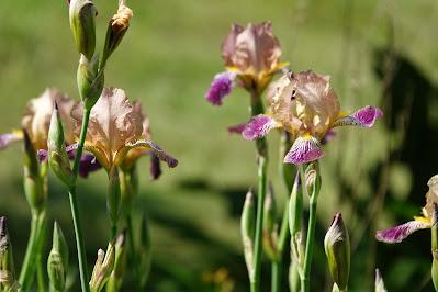 What Iris Is This?