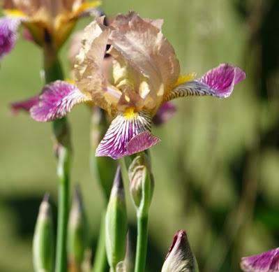 What Iris Is This?