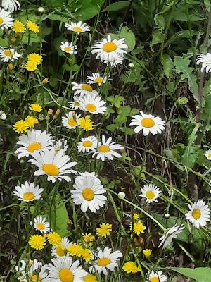 Summer Scenes