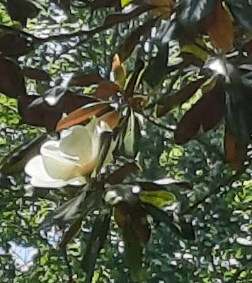 Summer Scenes