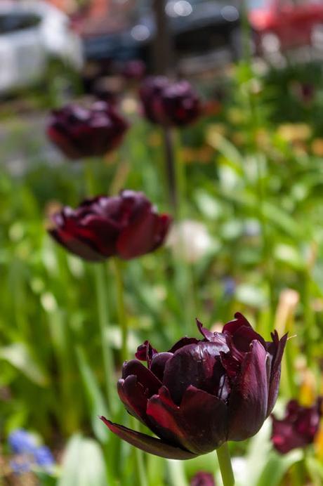 Purple and Orange