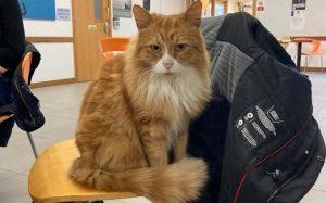 What happened? Henry, the cat, has won all the affections of Addenbrooke’s Hospital.