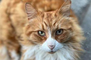 What happened? Henry, the cat, has won all the affections of Addenbrooke’s Hospital.