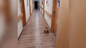 What happened? Henry, the cat, has won all the affections of Addenbrooke’s Hospital.