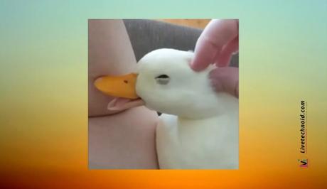 Petting a duck