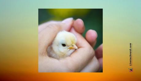 Holding a chick