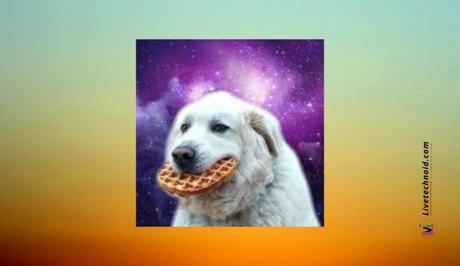 Dog eating waffle