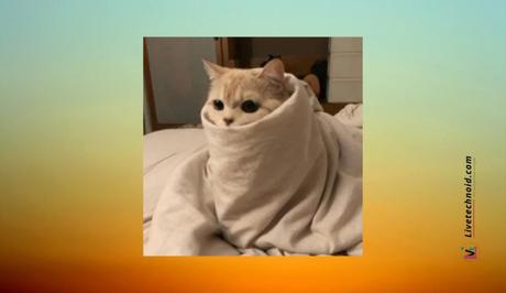 Cat wrapped in a blanket