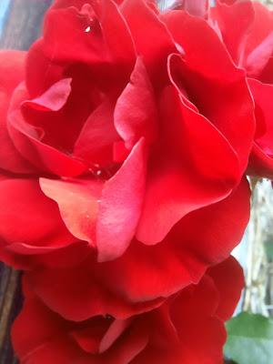 Blooms