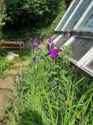 Blooms
