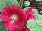 Blooms