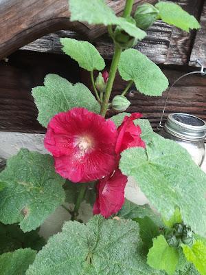 Blooms