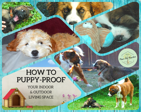 Ottawa dog blog Paws For Reaction Puppy-proofing tips that actually work