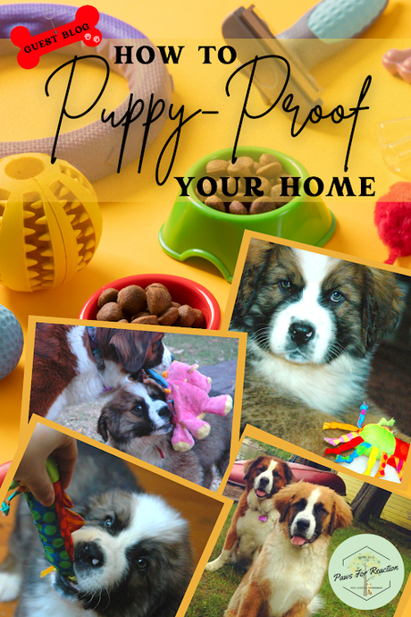 Guest Blog: Puppy-proofing tips that actually work!