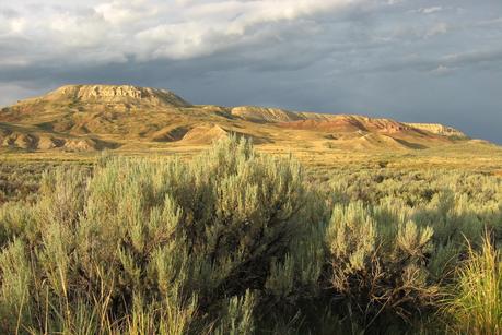 Belated Tree-following at Fossil Lake