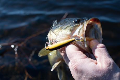 Bass fish that is caught using the most productive baits and lures