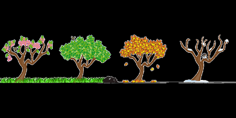Illustration of how trees behave depending on on specific season