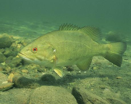 A type of bass fish on a clear water creek