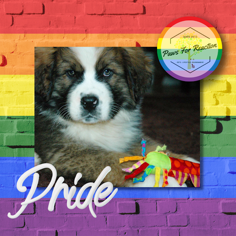 Pride Month Saint Bernese Paws For Reaction Ottawa dog blog