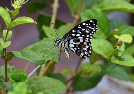 Butterfly !! - வண்ணாத்திப் பூச்சி வயசென்ன ஆச்சி