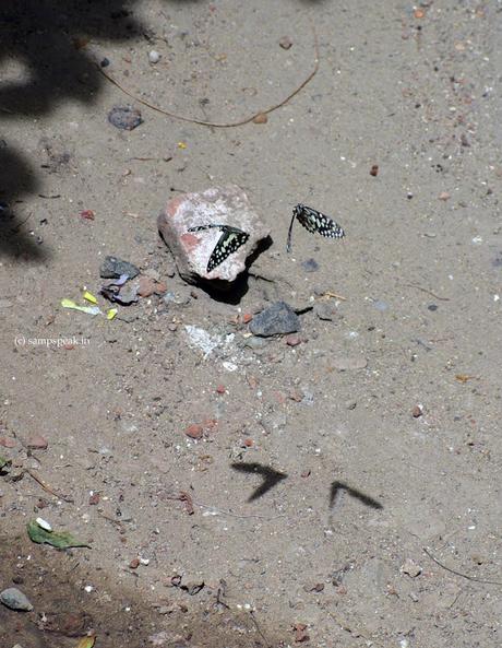 Butterfly !! - வண்ணாத்திப் பூச்சி வயசென்ன ஆச்சி