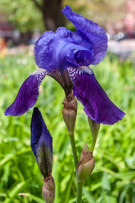 Lest we forget, flowers!