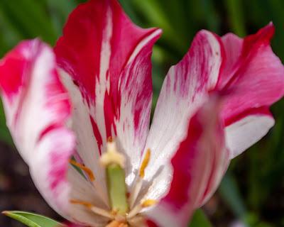 Lest we forget, flowers!