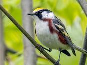 Warbler, Orphean More