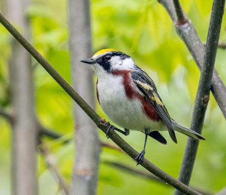 Warbler, Orphean and more !!