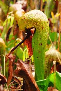 DARE TO FACE A COBRA LILY!  (A CARNIVOROUS PLANT IN OREGON) Guest Post by Caroline Hatton at The Intrepid Tourist