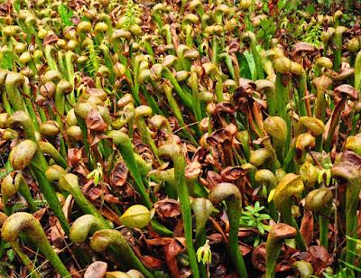 DARE TO FACE A COBRA LILY!  (A CARNIVOROUS PLANT IN OREGON) Guest Post by Caroline Hatton at The Intrepid Tourist