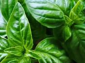 Basil Substitutes That Will Recreate Flavor Real Deal