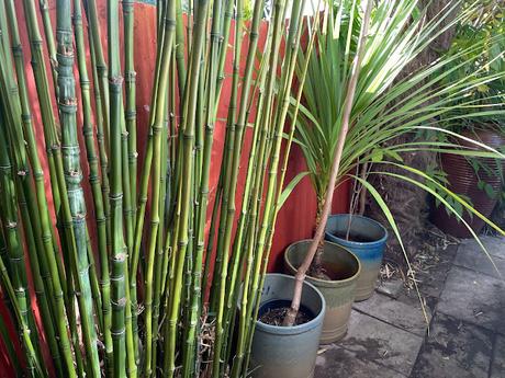 Phyllostachys aurea