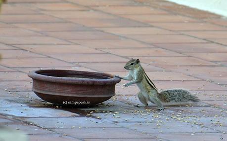 in search of drinking water !!