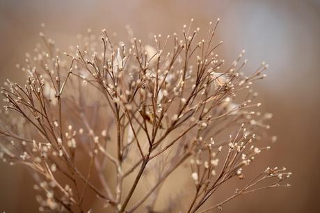 The Hottest Wedding Flower Trend: Dried Flowers