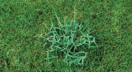 How to kill crabgrass in your lawn? Organic Guide
