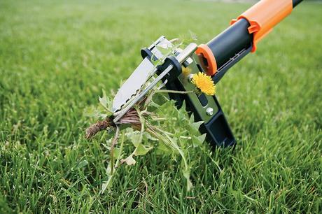 How to kill crabgrass in your lawn? Organic Guide