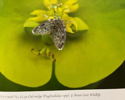 Book Review: Attracting Garden Pollinators by Jean Vernon