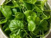 Flavorsome Watercress Substitutes Pinch