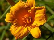 Yellow, White,