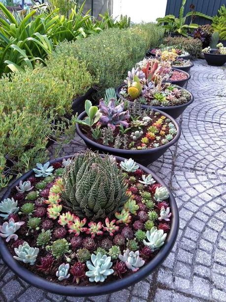 small succulent garden ideas