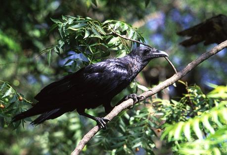 Ravens and Teachers