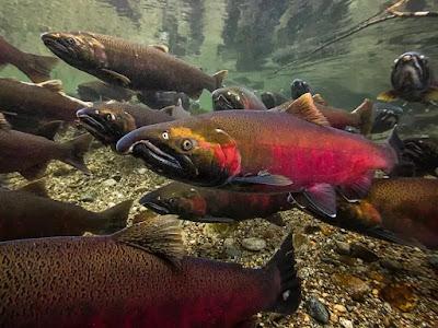 The Salmon are going extinct and we won't be far behind